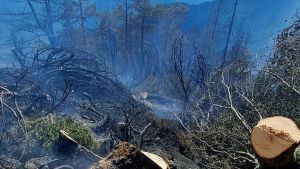 Emergenza incendi in Fvg, 117 roghi in un solo mese: massima allerta con pattuglie raddoppiate e sanzioni fino a 2mila euro
