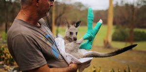 Australia has long relied on volunteers and wildlife carers. As bird flu spreads, they will need support