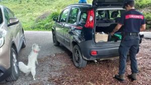 Raccolta funghi, le regole cambiano di paese in paese: le multe possono toccare i 208 euro
