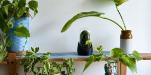 Noida Gardener Shares 3 Easy Plants That Grow in Old Bottles & Make Any Corner Look Beautiful
