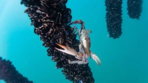 Granchio blu, l'ipotesi di un impianto industriale per trasformare l'emergenza in risorsa