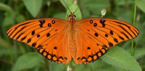 Some tropical butterflies live surprisingly long lives. Is it their high‑protein diet?