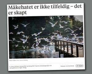Måkehatet