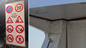 Invasione di moscerini a Lignano, il Comune: «Acqua della laguna come un brodo, serve l'intervento della Regione»