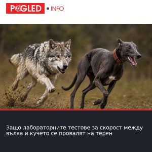 Защо лабораторните тестове за скорост между вълка и кучето се провалят на терен