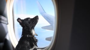 Hund im Flugzeug mitnehmen: Hier dürfen ab sofort große Hunde in der Kabine mitfliegen