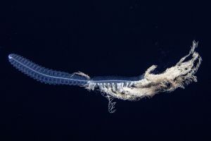 New species discovered on expedition to Channel Islands National Park