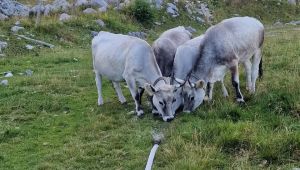 Siccità in quota, la Protezione civile porta l'acqua a Malga Campo: dissetati oltre cento animali