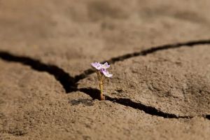 Opinion – Strategic Voids in Global Environmental Governance
