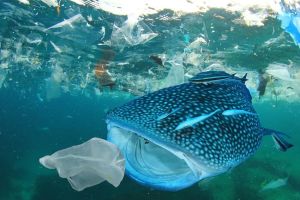 Opinion – Why the High Seas Treaty is a Landmark Moment for Global Environmental Governance