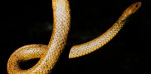 Snakes aren’t simple tubes. Their bodies have five regions – including a short neck