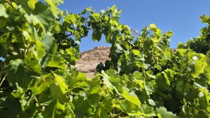 Long-lost Byzantine-era vines are again cultivated on ancient Negev terraces