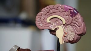 Solo un cerebro en vacaciones