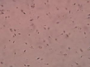 Sperme frais, vieux fantasmes : les secrets de la masturbation