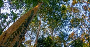 Meet Assam's 150-Foot Rainforest Giant That's Been Fighting the Monsoon for Centuries