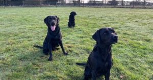 Dog walking field given go-ahead to extend opening hours due to hot weather