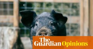 I would never go on holiday to France and come back with a pig. But I’ll admit I was tempted