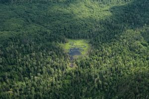 How Canada can better protect its forests