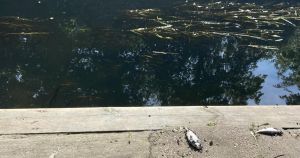 Water utility company provides update after hundreds of fish die in River Wensum