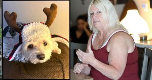 BIGGER PICTURE (Part 2): Doggone crazy