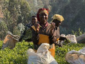 Rwanda’s Gorillas and a Lesson for the UN