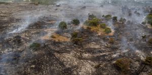 How rewilding could help stop the spread of Britain’s wildfires