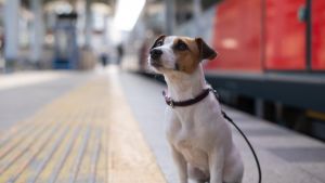 Zugfahren mit Hund: Ticket, Transportbox, Maulkorb – diese Regeln müssen Besitzer kennen