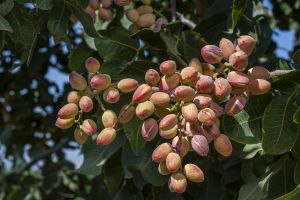 Wonderful pistachio brand says prices will jump after Calif. crop decimated