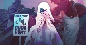 Guga hunt: What's worth more? An island tradition or a bunch of birds?