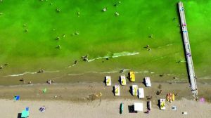 A Jesolo il mare diventa verde, ecco perché non ci si deve preoccupare