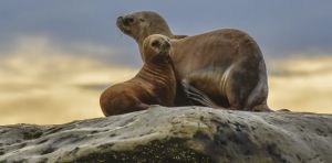 Bird flu decimated South America’s marine mammals. What can Australia do differently?