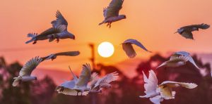 Powerless against bird flu? Not entirely. Here are 8 ways to help protect Australia’s birds and mammals