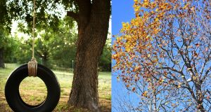 People shared what they loved about their childhood home. An overwhelming number said trees.