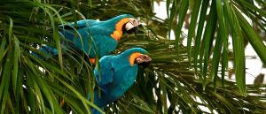 Parrot Attacks Youth Athletes In Middle Of Game, And Then Comes Back Again For Even More Chaos