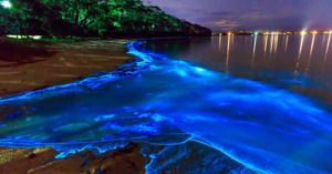 After Dark in the Western Ghats: Inside India's Vanishing Glowing Forests