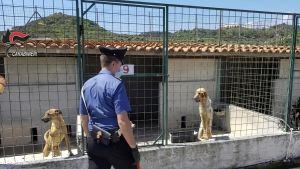 Cane mordace minaccia intero quartiere: “14 attacchi”