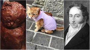 Requiem per Rossini (il gatto), era la mascotte del centro: Rovigo gli dedica una serata di musica