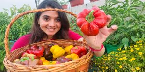 This Ludhiana Gardener's Rain Lilies Rebloom Every Year — She Credits One Bulb Habit