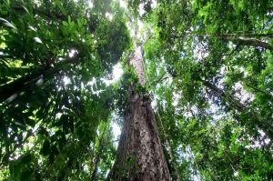 Milhões viveram na Amazônia antes de qualquer europeu pisar ali