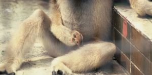 Monkeys keep pets too ‑ animal specialist on the world of interspecies friendship