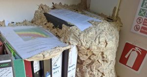 Unexpected visitors descend on wildlife trust's office as huge wasp nest takes over