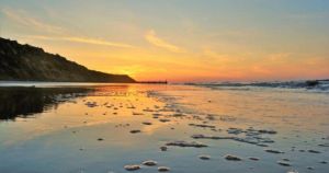 Two dead whales removed from beach as questions remain over species