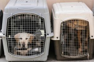Pour protéger les humains, il faut penser aux animaux