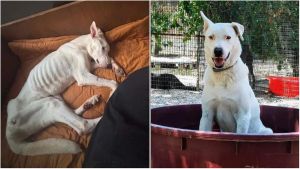 Pogo, pelle e ossa chiuso in appartamento: Fano si mobilita e lo salva. La padrona: “Pagherò le conseguenze, ma non era il modo di fare”