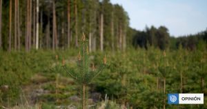 ¿Son realmente un problema los monocultivos forestales?