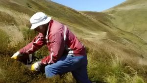Il mirtillo sfida il caldo. E Fanano prepara la festa