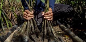 The world’s mangrove forests are bouncing back. That’s good news for our coasts and climate