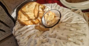 Norfolk family faces large bill after beloved cat loses leg in 