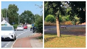Først forsvandt Flæske og så blev Steg kørt ned: Stort grisedrama udspiller sig ...
