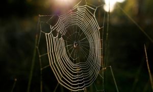 La soie fabriquée par les araignées intéresse les scientifiques et voici pourquoi